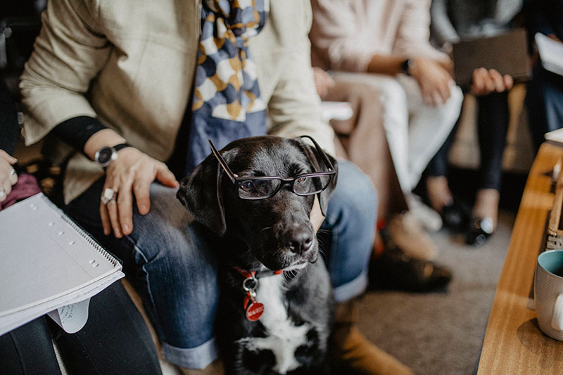 A black Labrador/kelpie therapy dog in an office meeting wearing owner's glasses